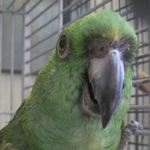 Charles Jukes the male yellow naped amazon.